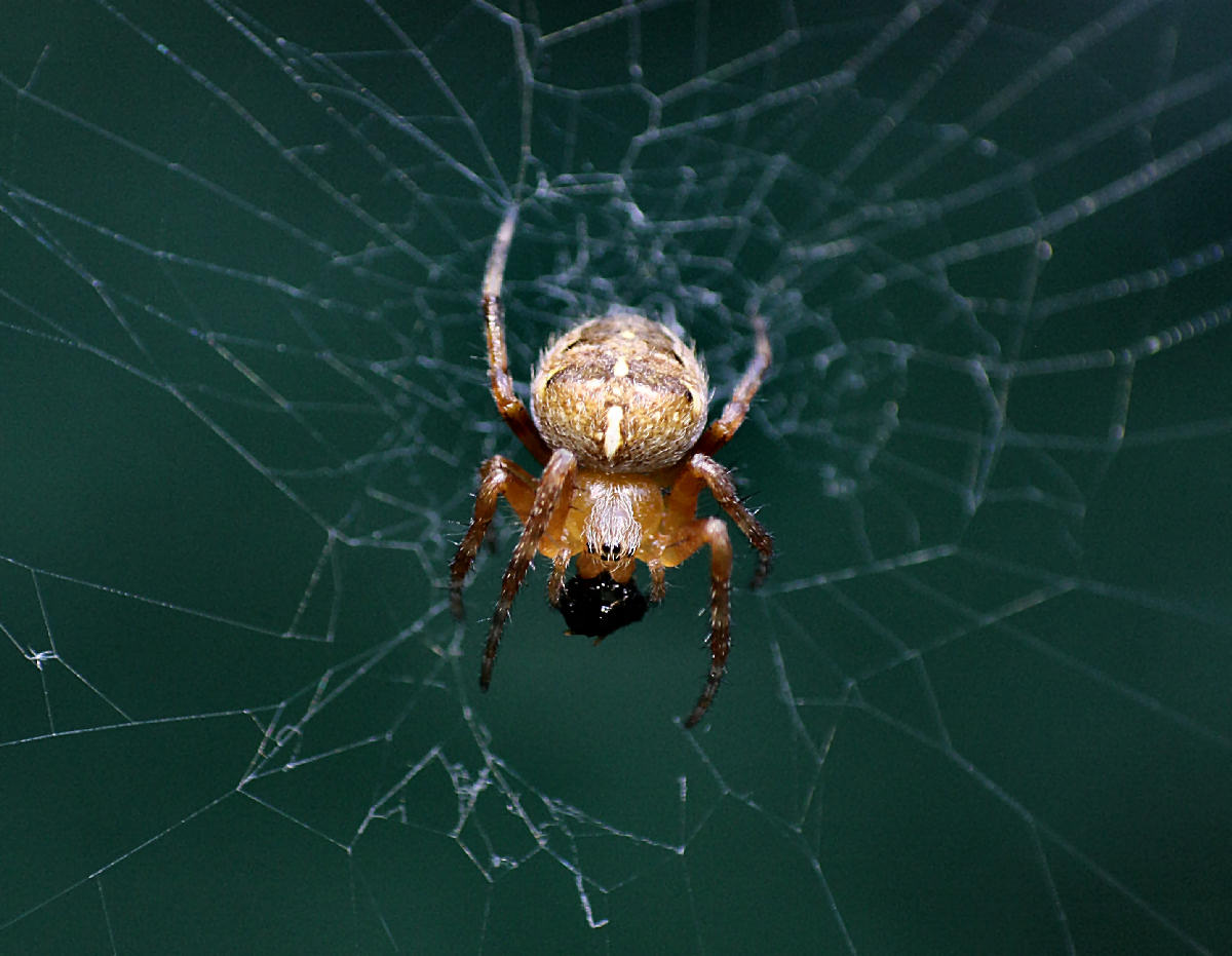 Araneus diadematus - Lesmo (MB)